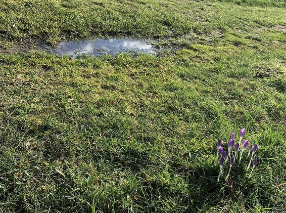 De eerste krokussen. In februari... - Pelt