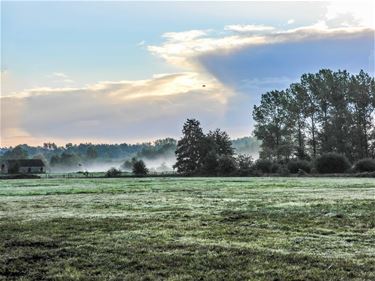 De eerste ochtendnevel - Beringen