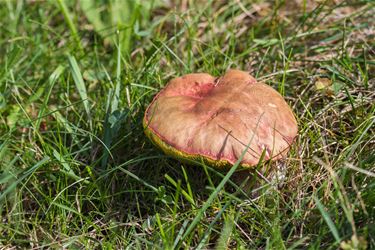 De eerste paddenstoelen - Beringen