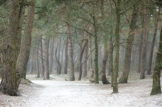 De eerste sneeuw - Pelt