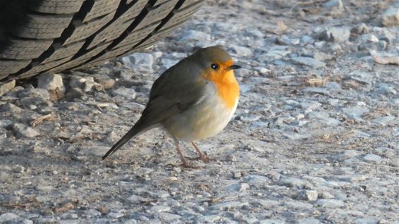 De eerste winterprik in foto's - Lommel
