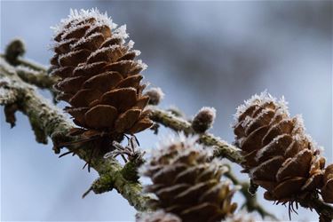 De eerste winterprik