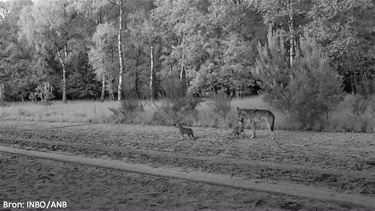 De eerste wolvenwelpen