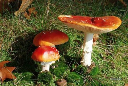 De ene paddenstoel is de andere niet - Hamont-Achel