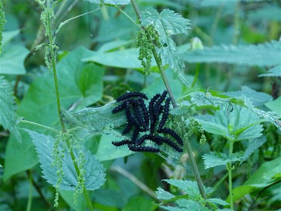 De ene rups is de andere niet - Peer