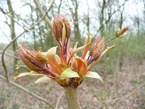 De esdoorn voelt de lente - Meeuwen-Gruitrode