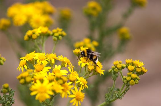 De flora in de Blekerheide - Lommel