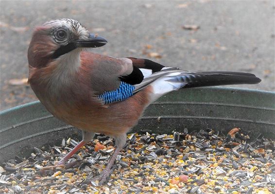 De gaai is niet Vlaams meer - Hechtel-Eksel