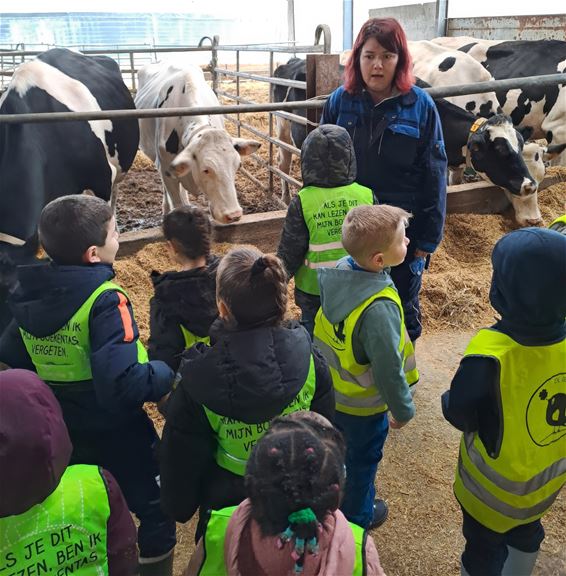 De Geluksvogel-kleuters op bezoek bij de boerderij - Hamont-Achel