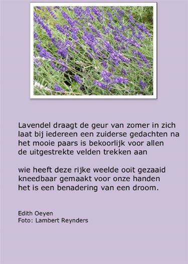 De geur van lavendel - Beringen