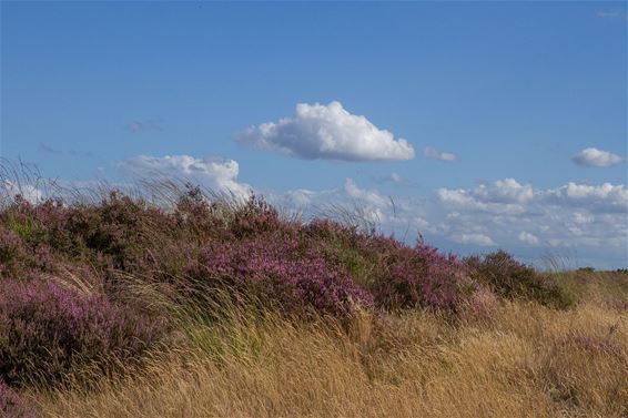 De geur van nieuwe heide - Hamont-Achel