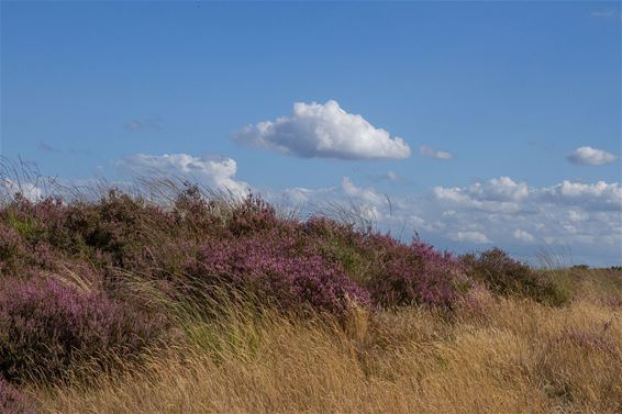 De geur van nieuwe heide - Hamont-Achel