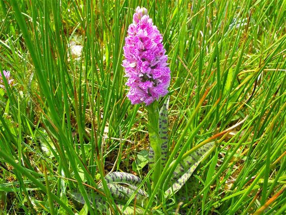 De gevlekte orchidee is terug - Hechtel-Eksel