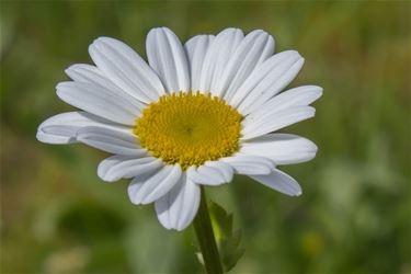 De gewone margriet - Beringen