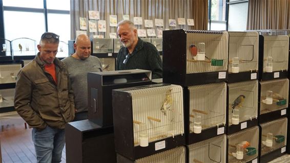 De Goudvink der Lage Landen - Lommel
