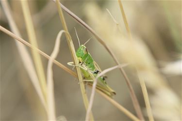 De groene sprinkhaan - Beringen