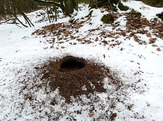 De groene specht was hier! - Meeuwen-Gruitrode