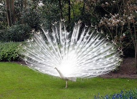 De groeten uit Lisse - Neerpelt