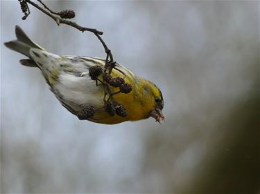 De Groote Heide in vlogs - Hamont-Achel & Pelt