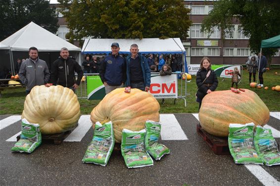 De grootste pompoen van het jaar - Lommel