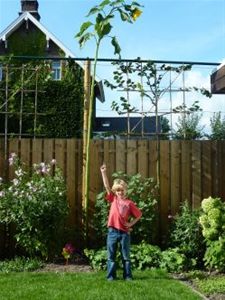 De grootste van Neerpelt? - Neerpelt