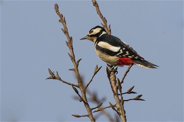 De grote bonte specht - Beringen