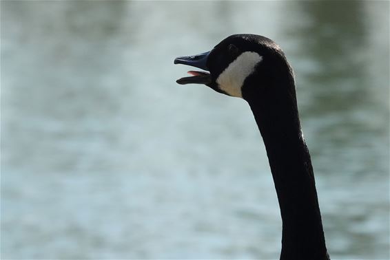 De Grote Canadese gans - Bocholt