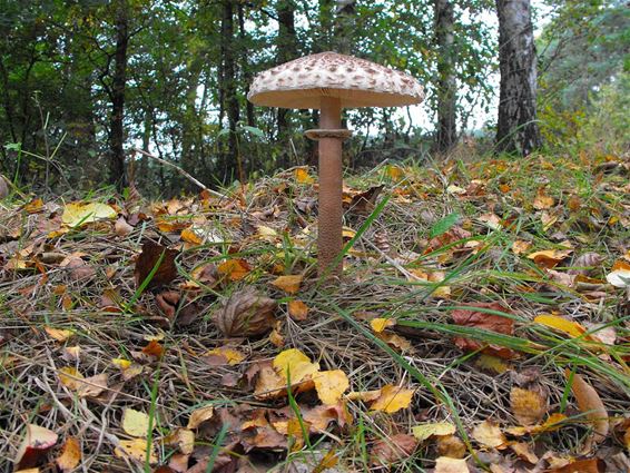 De Grote Parasolzwam - Hechtel-Eksel