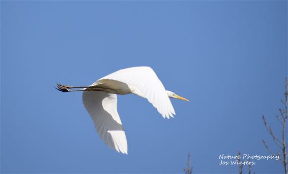 De grote zilverreiger - Hechtel-Eksel