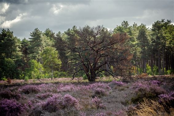 De heide bloeit - Lommel