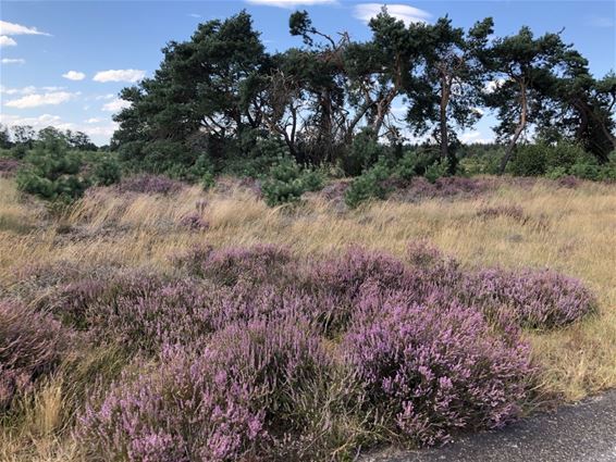 De heide bloeit! - Hamont-Achel