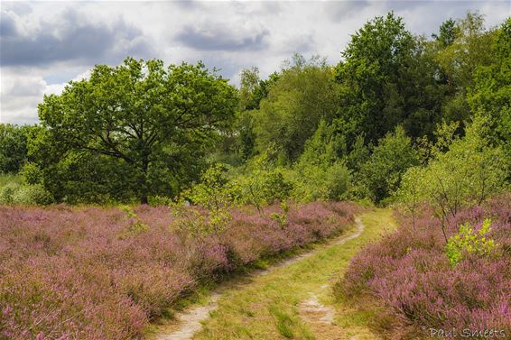 De heide bloeit - Pelt