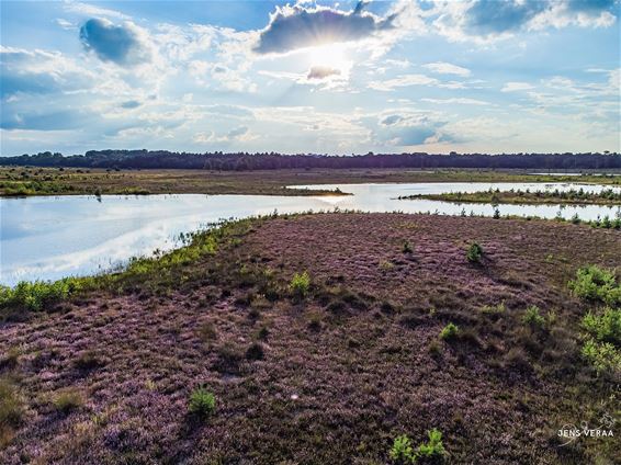 De heide bloeit! - Pelt