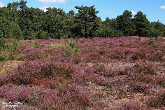 De heide bloeit - Hamont-Achel