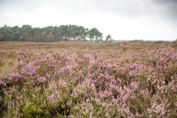 De heide bloeit weer - Lommel