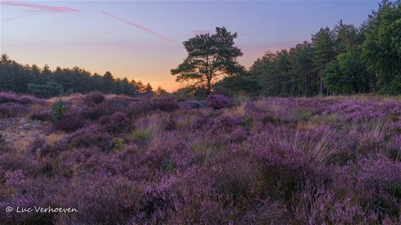 De heide bloeit... en meer - Lommel