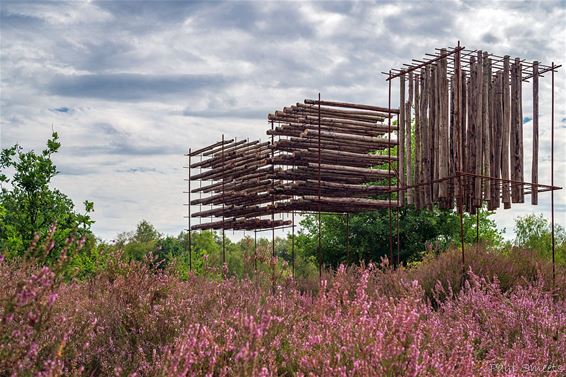 De heide bloeit in 't Plat - Pelt