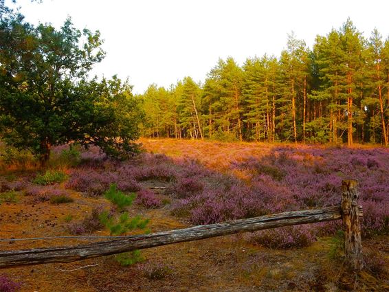 De heide bloeit op de Beverbeekse Heide - Hamont-Achel