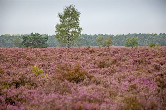 De heide in Heide-Heuvel - Lommel