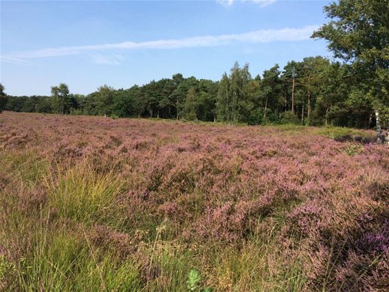 De heide is weer purper - Hamont-Achel