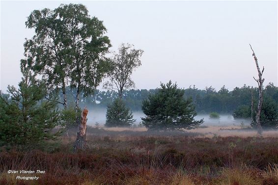 De heide 's morgens - Hamont-Achel