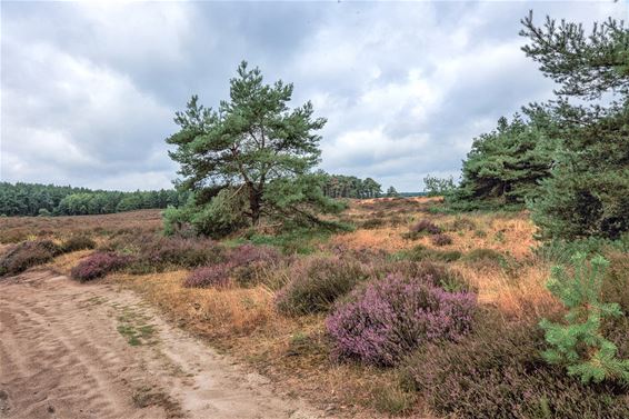 De heide staat in bloei - Lommel