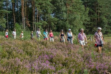 De heide staat in volle bloei - Beringen