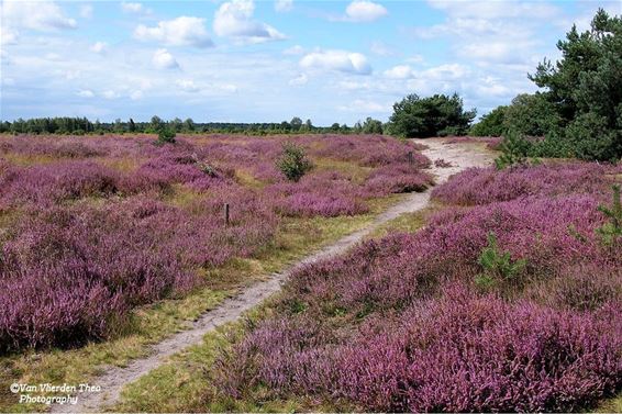 De heide, vlak over de grens - Hamont-Achel