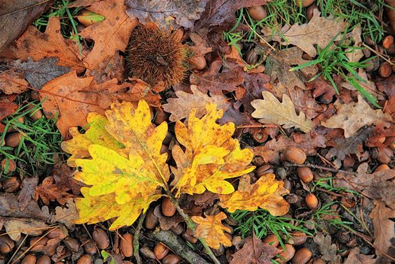 De herfst in al zijn pracht - Lommel