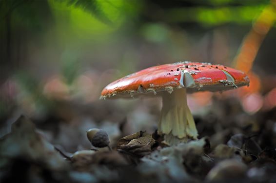 De herfst is begonnen - Lommel