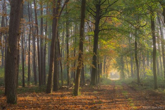 De herfst is het mooiste seizoen - Pelt