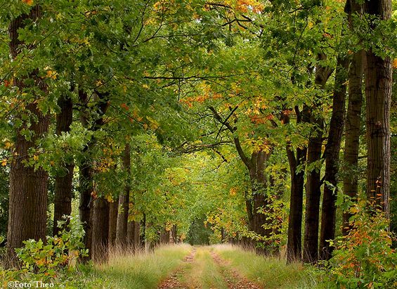 De herfst is in het land - Hamont-Achel