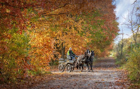 De herfst is in het land... - Lommel