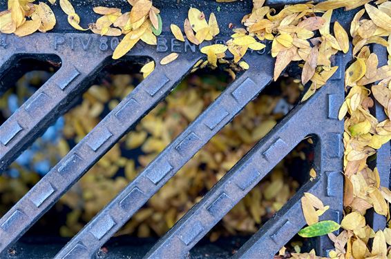 De herfst ligt al op de loer - Pelt